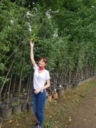 Starkspur Golden (Süper Golden) 200-230 cm 5-6 Yaş