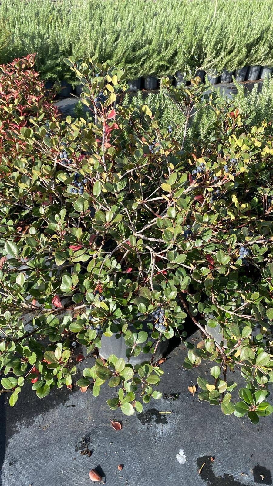 Rhaphiolepis indica İri Meyveli Beyaz Çiçekli Hint Alıcı Fidanı Anaç Bitki Bol Meyveli