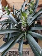 Ananas Fidanı 15-20 cm