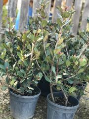 Rhaphiolepis indica İri Meyveli Beyaz Çiçekli Hint Alıcı Fidanı 60-80 cm