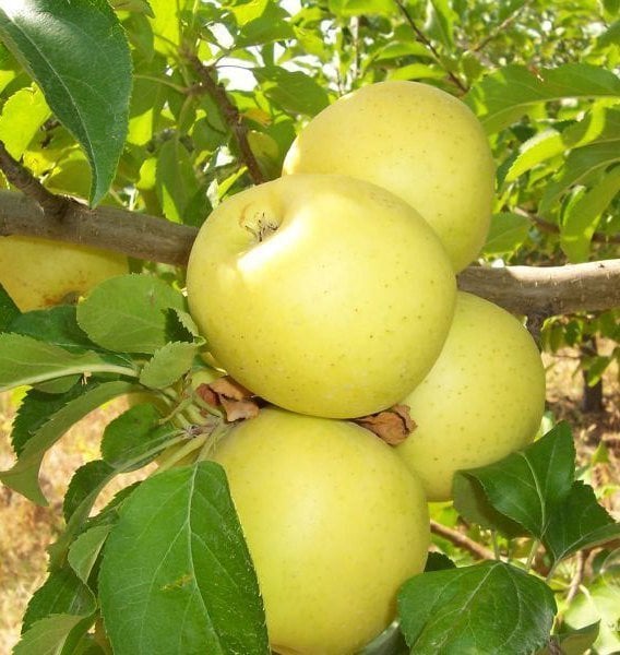 Starkspur Golden (Süper Golden) 200-230 cm 5-6 Yaş