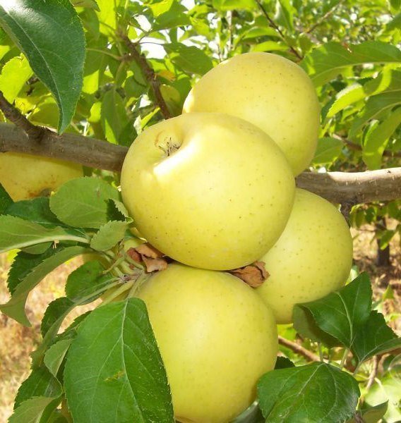 Starkspur Golden (Süper Golden) 200-230 cm 5-6 Yaş