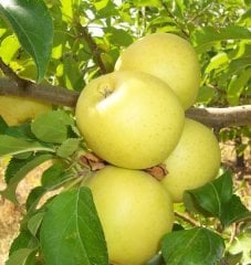 Starkspur Golden (Süper Golden) 200-230 cm 5-6 Yaş