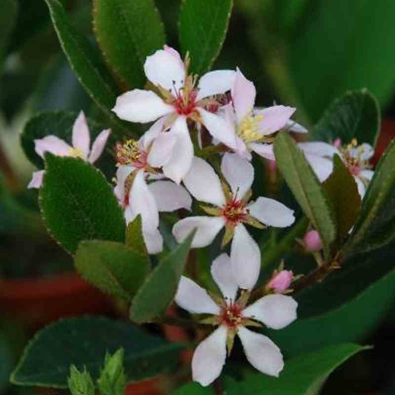 Rhaphiolepis indica İri Meyveli Beyaz Çiçekli Hint Alıcı Fidanı 60-80 cm