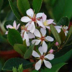 Rhaphiolepis indica İri Meyveli Beyaz Çiçekli Hint Alıcı Fidanı Anaç Bitki Bol Meyveli