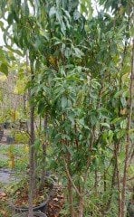 Sarı Yarma Şeftali Fidanı 4-5 Yaş-200-230 cm