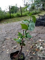 Aşılı Kızılcık Fidanı 80 cm