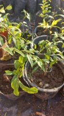 Nar (Katırbaş Nar Fidanı) 50-60 cm