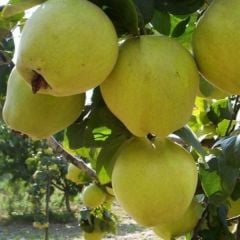 Ayva (Limon Ayvası) Fidanı 5-6 Yaş-230-250 cm-Gövde Çapı 6-10 cm