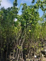 Ayva (Limon Ayvası) Fidanı 5-6 Yaş-230-250 cm-Gövde Çapı 6-10 cm