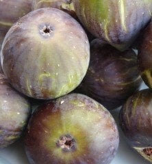 İncir ( Patlıcan İnciri ) Fidanı 40-60 cm