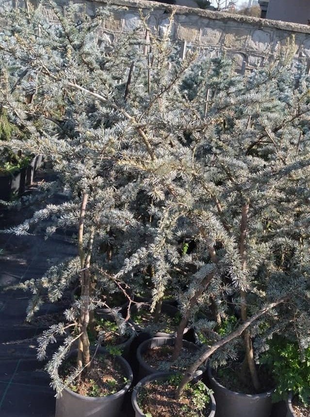 Cedrus Atlantica Glauca Mavi Atlas Sediri 150 cm