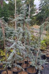 Cedrus Atlantica Glauca Mavi Atlas Sediri 150 cm