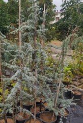 Cedrus Atlantica Glauca Mavi Atlas Sediri 150 cm