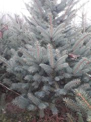 Mavi Ladin Fidanı 200 cm