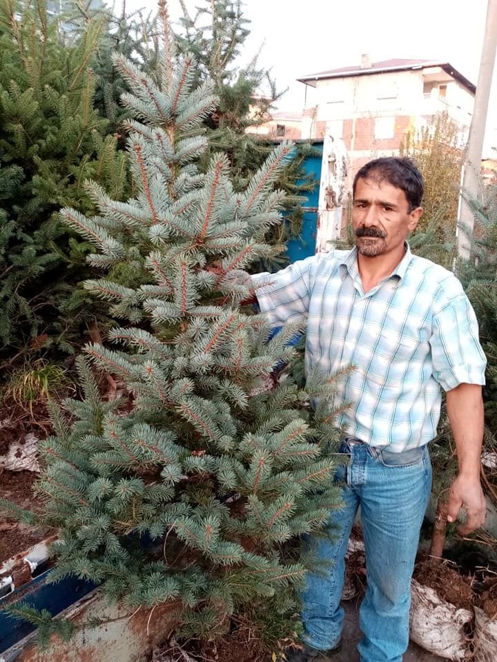 Mavi Ladin Fidanı 170-200 cm-Yerli Üretim