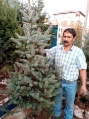 Mavi Ladin Fidanı 170-200 cm-Yerli Üretim