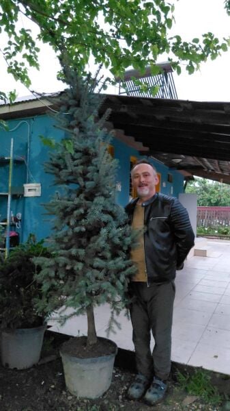 Mavi Ladin Fidanı 200 cm