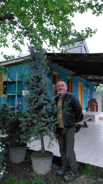 Mavi Ladin Fidanı 200 cm