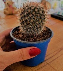 Mammillaria spinosissima (Mor Çiçekli Kaktüs Saksıda)