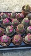 Mammillaria spinosissima (Mor Çiçekli Kaktüs Saksıda)