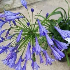 Afrika Zambağı (Agapanthus) Saksılı-Mavi Çiçekli