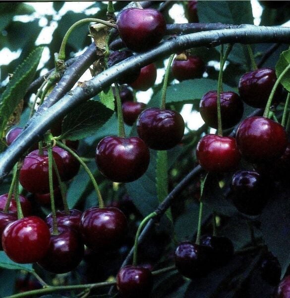 Aşılı Mahlep (İdris Ağacı-Kokulu Kiraz-Taş Kirazı) Fidanı -7 Yaş Boy 200-220 cm Gövde Çevresi 8-14 cm