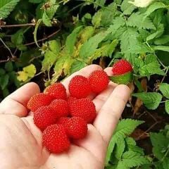 Rubus Rosifolius-Ahududu (Çilek) Fidanı-Bodur Saksılık 0-10 cm
