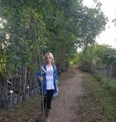 Laz Elması Fidanı-6 Yaş-200-250 cm-Gövde Çevresi 8-12 cm