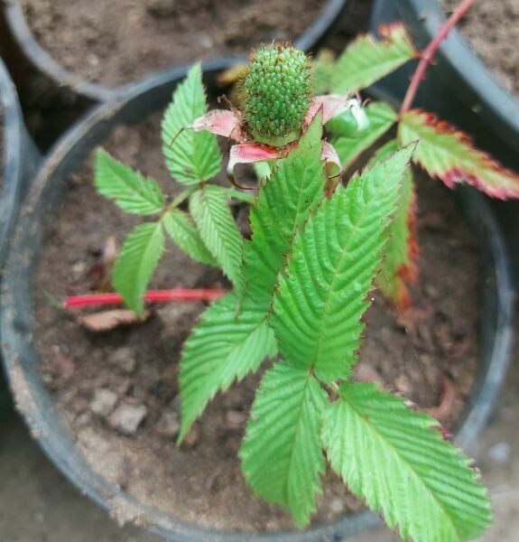 Rubus Rosifolius-Ahududu (Çilek) Fidanı-Bodur Saksılık 0-10 cm