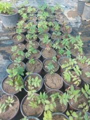 Rubus Rosifolius-Ahududu (Çilek) Fidanı-Bodur Saksılık 0-10 cm