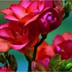 Freesia ( Frezya ) Kırmızı Katlı -Kokulu