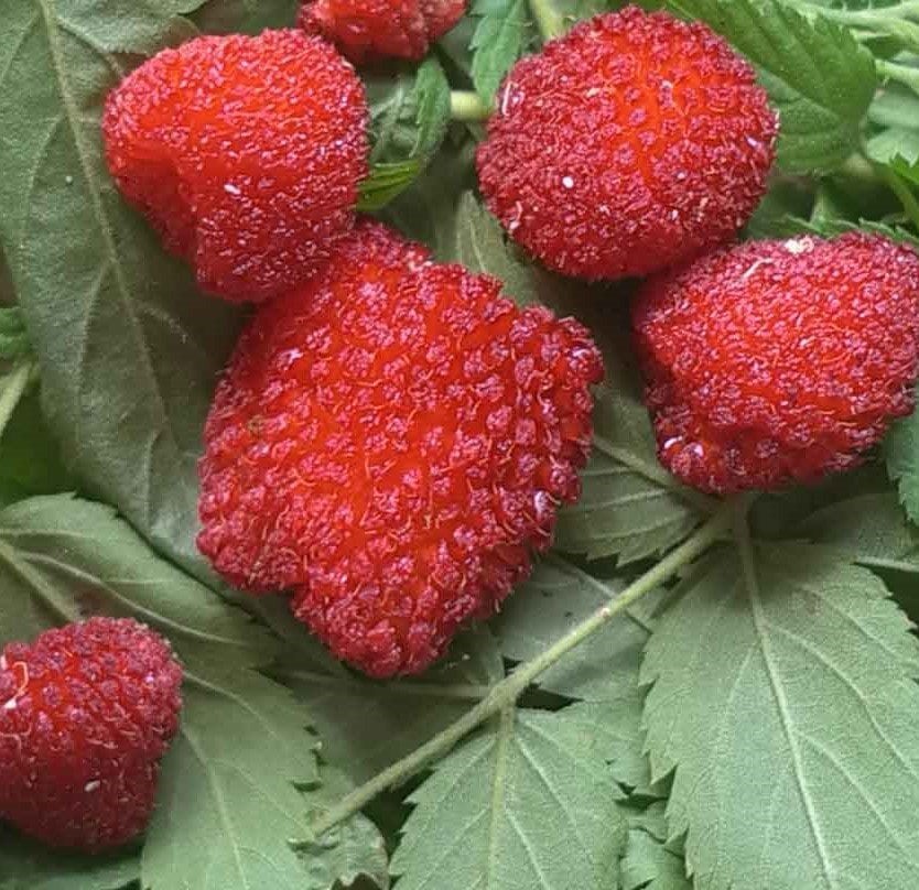 Rubus Rosifolius-Ahududu (Çilek) Fidanı-Bodur Saksılık 0-10 cm