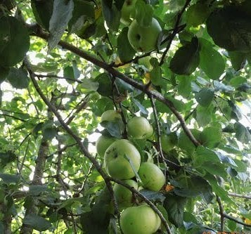 Osmanlı (Gümüşhane) Kabak Elması 6 Yaş-Gövde Çevresi 8-10 cm