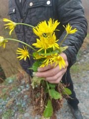 Doronicum orientale-Doğu Kaplan Otu- Orman Sarı Papatyası Fidanı