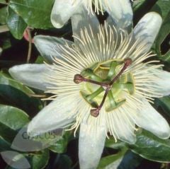 Passiflora Caerulea (Constance Elliott)