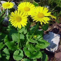 Doronicum orientale-Doğu Kaplan Otu- Orman Sarı Papatyası Fidanı