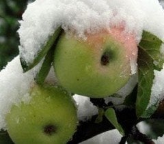 Osmanlı (Gümüşhane) Kabak Elması 6 Yaş-Gövde Çevresi 8-10 cm