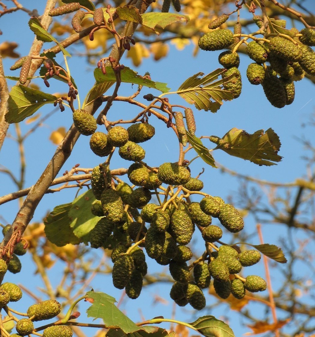 Alnus Cordata-Kızılağaç Fidanı Boy 80-130 cm