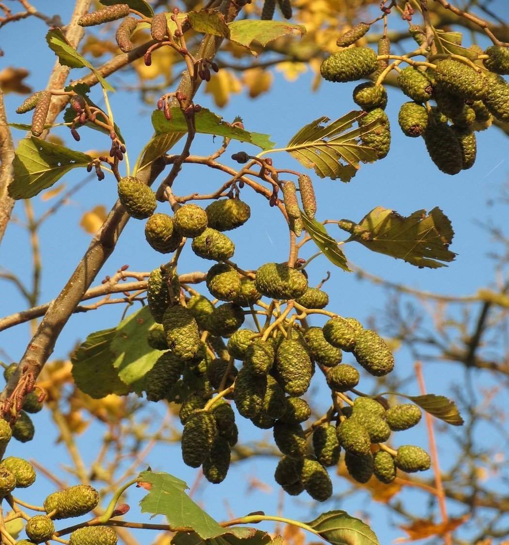 Alnus Cordata-Kızılağaç Fidanı Boy 120-150 cm