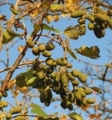 Alnus Cordata-Kızılağaç Fidanı Boy 80-130 cm