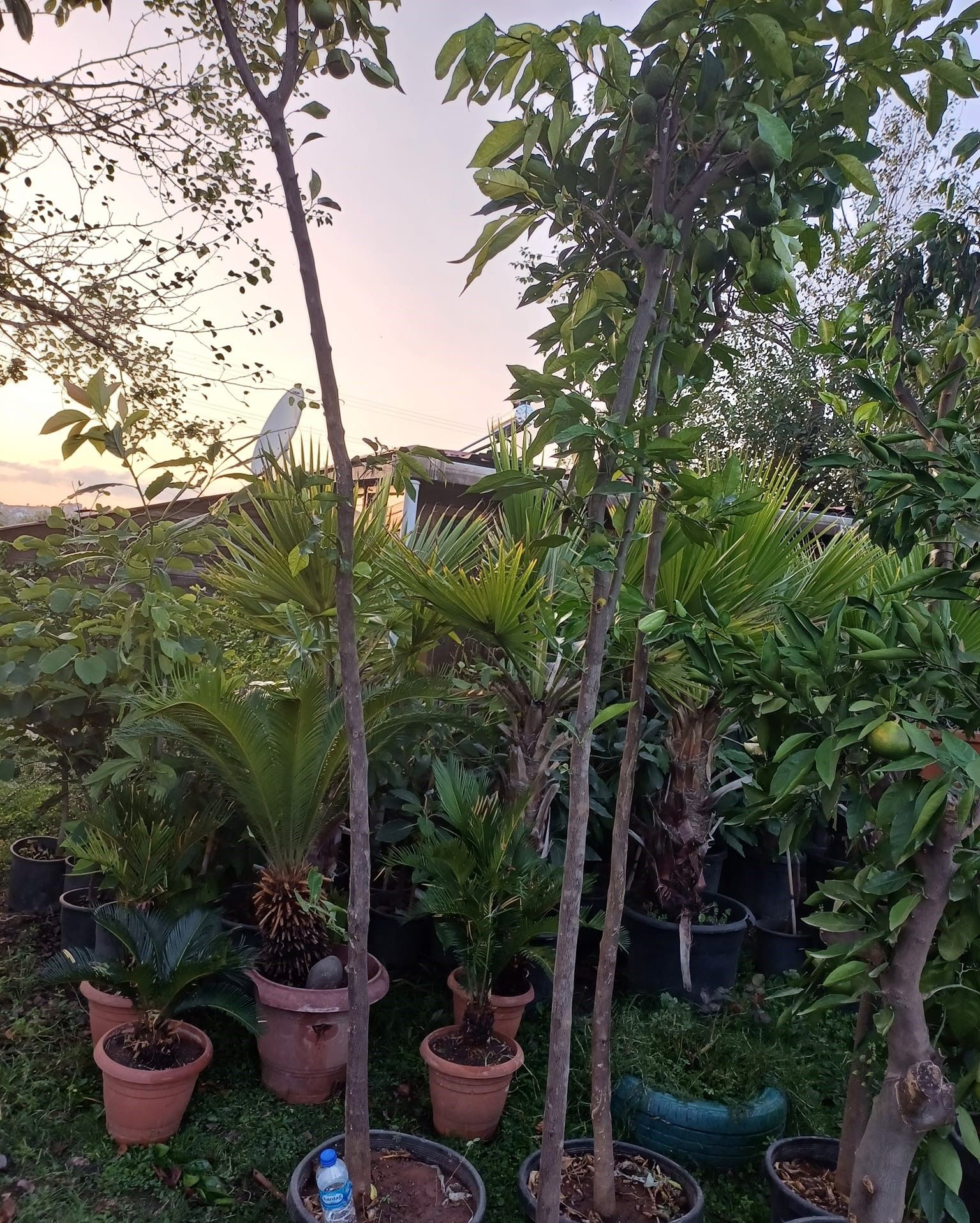 Turunç Fidanı 300 cm-Gövde Çevresi 12-16 cm-Meyveli