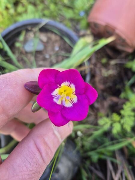 Freesia ( Frezya )-İçi Sarı Dışı Kırmızı