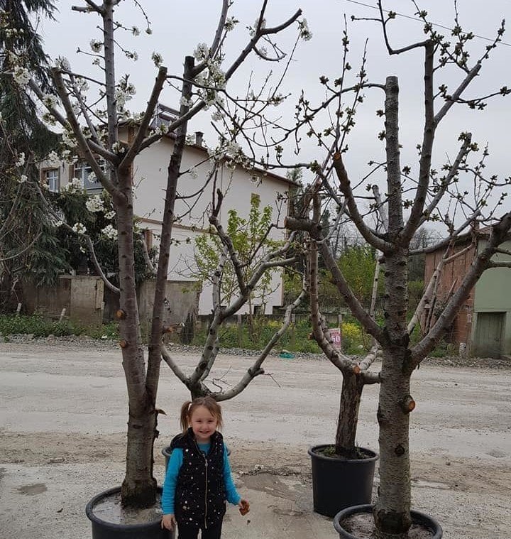 Kiraz (Napolyon) Fidanı  15-20 Yaş-Gövde Çapı 40-50 cm