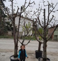 Kiraz (Napolyon) Fidanı  15-20 Yaş-Gövde Çapı 40-50 cm
