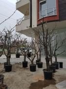 Kiraz (Napolyon) Fidanı  15-20 Yaş-Gövde Çapı 40-50 cm