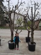 Kiraz (Napolyon) Fidanı  15-20 Yaş-Gövde Çapı 40-50 cm
