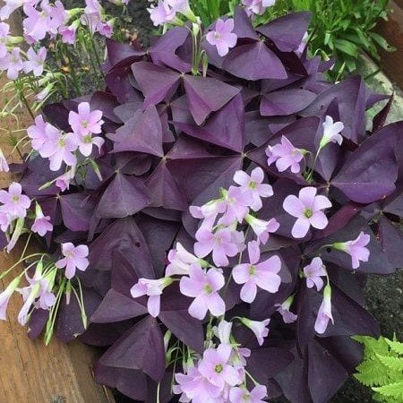 Oxalis Triangularis Myke Süs Yoncası, Uyku Çiçeği Soğanı