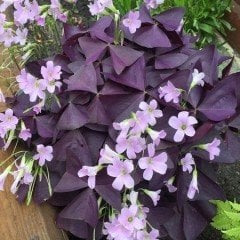 Oxalis Triangularis Myke Süs Yoncası, Uyku Çiçeği Canlı Bitki