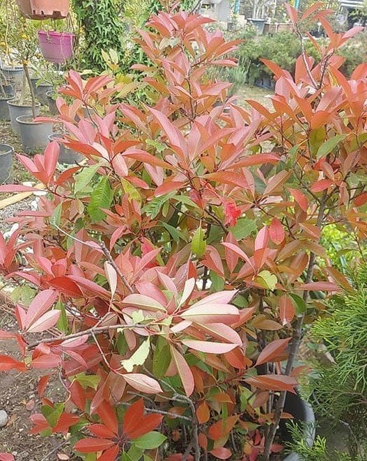 Alev Ağacı Photinia Fraseri Red Robin 120-150 cm